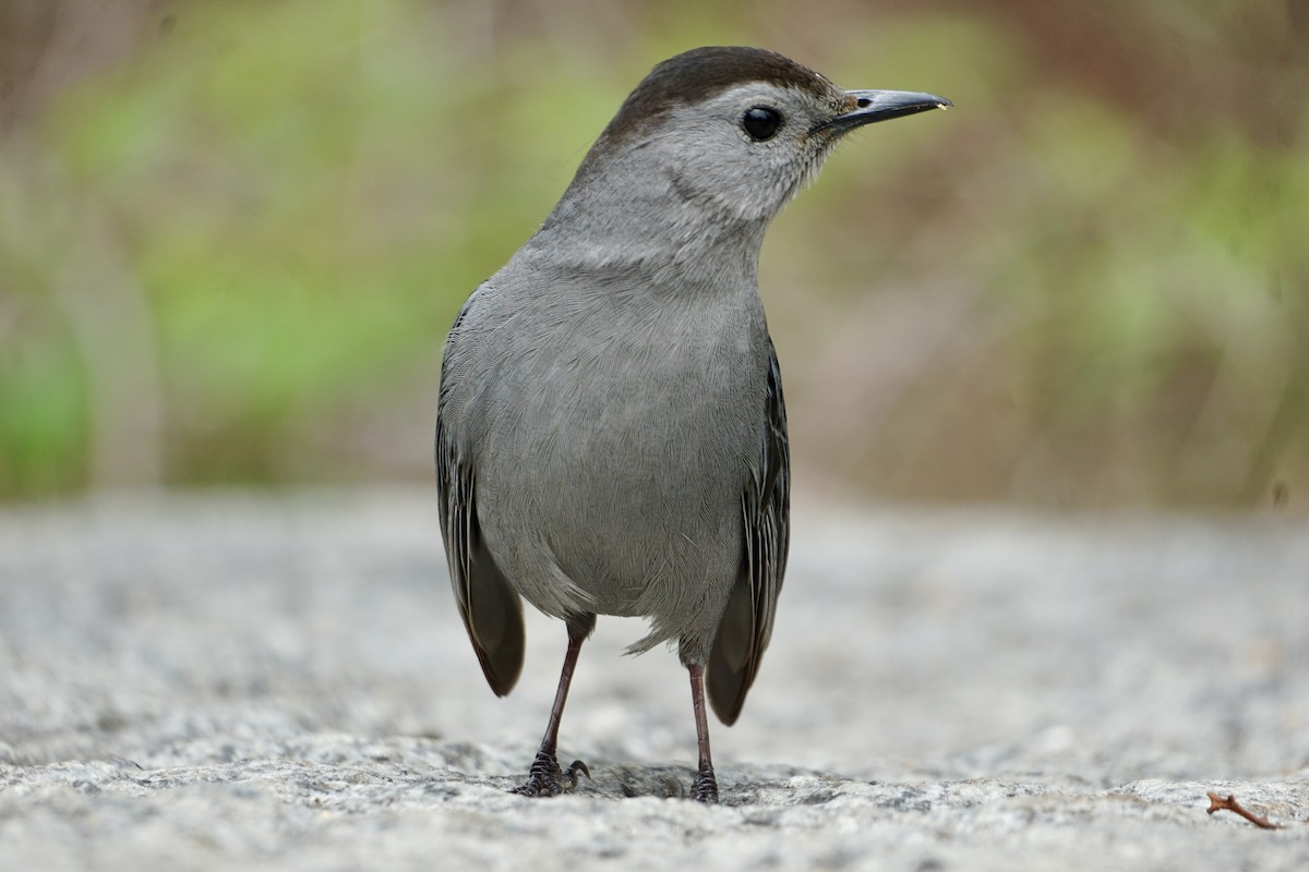 Gray Catbird - ML618481208