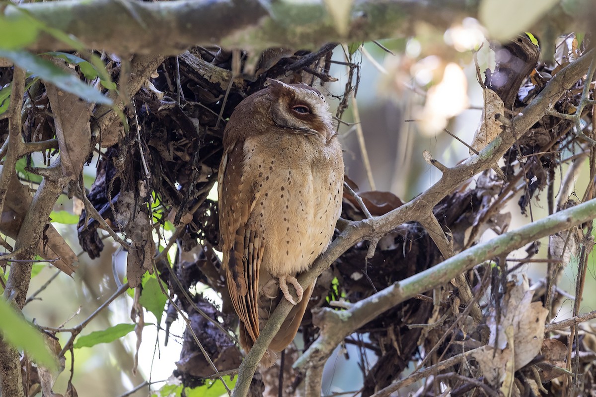 White-fronted Scops-Owl - ML618481214