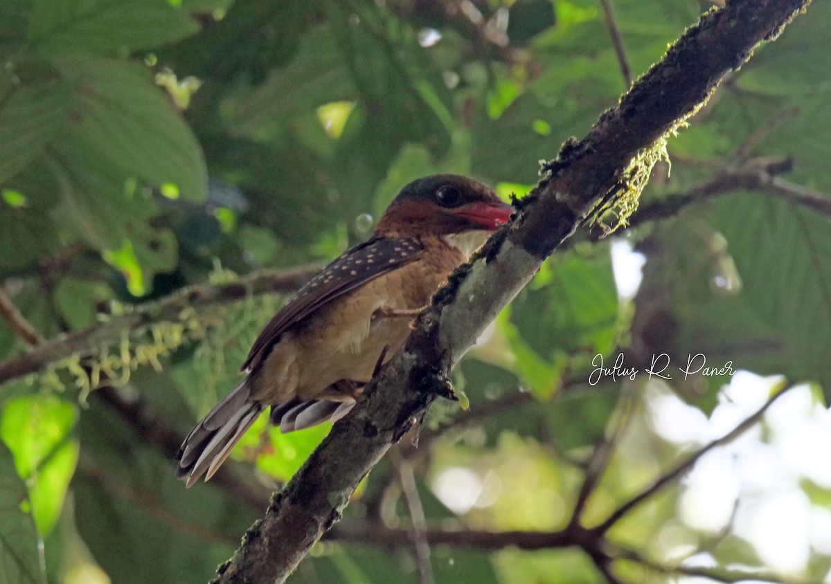 Blue-capped Kingfisher - ML618481230