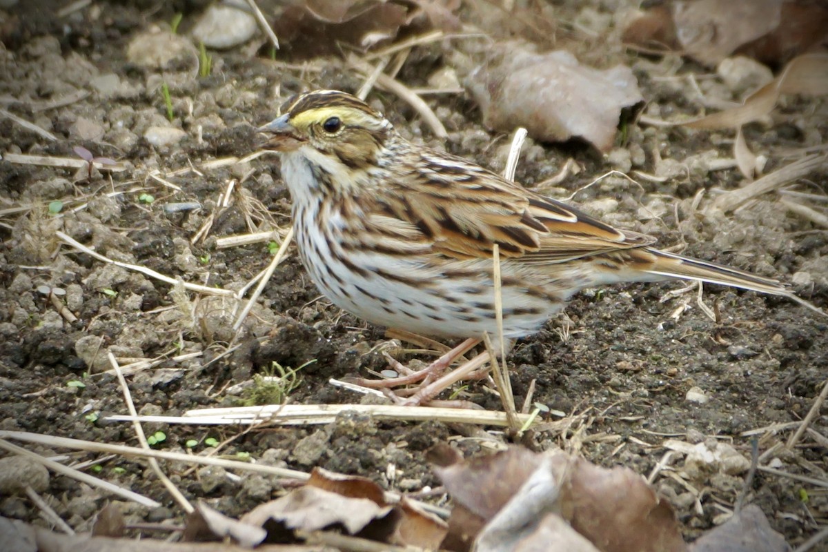 Savannah Sparrow - ML618481246