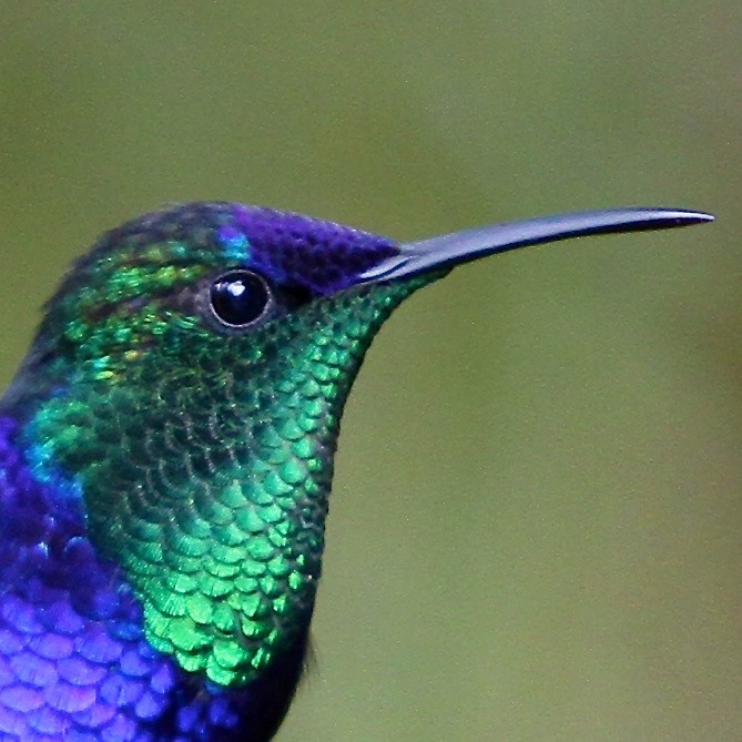 kolibřík vidloocasý - ML618481259