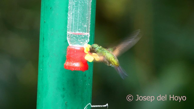 Stripe-tailed Hummingbird - ML618481274
