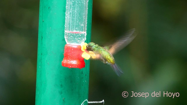 クロスジオジロハチドリ - eBird