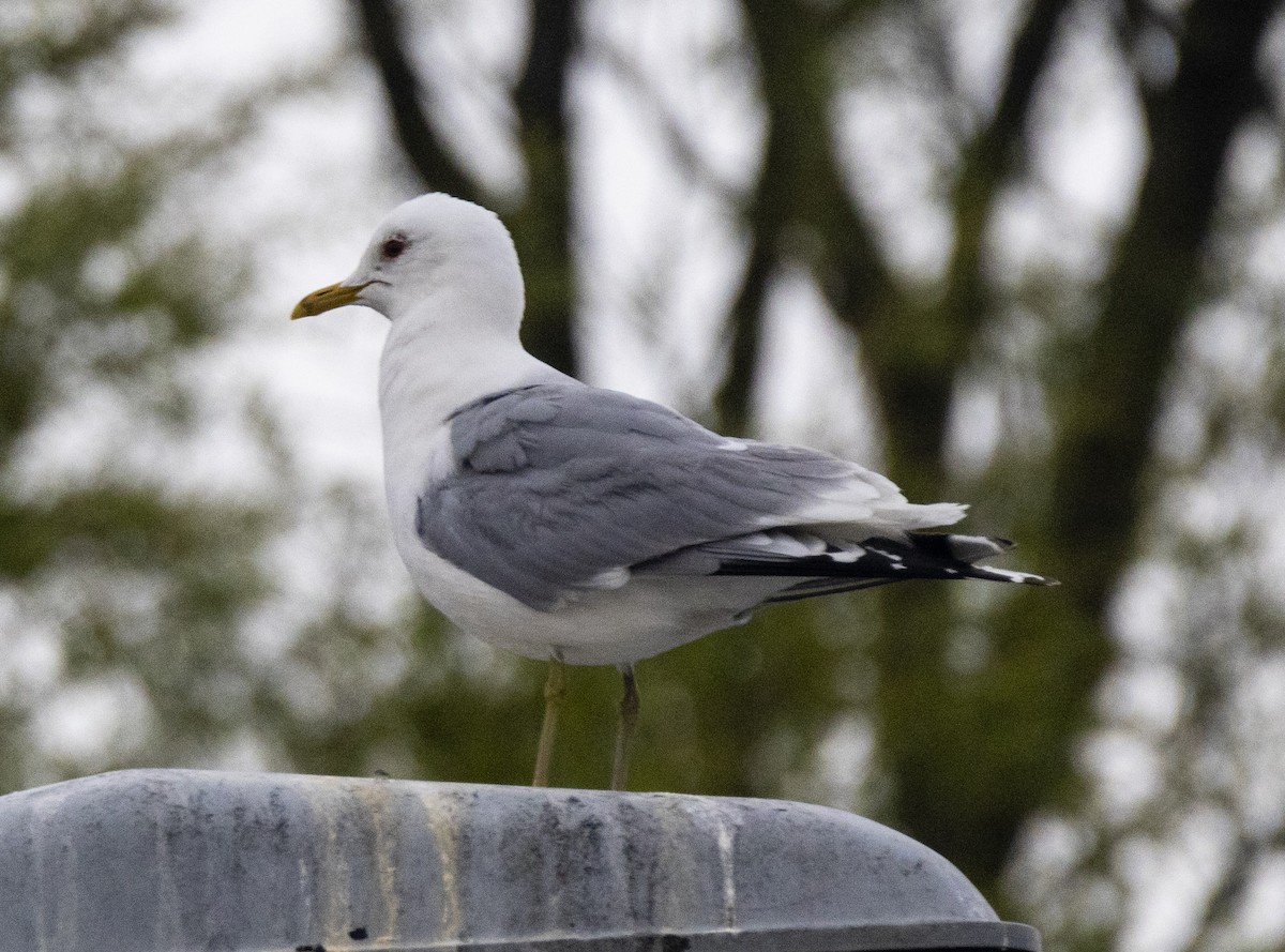 Common Gull - Yehiel Engel
