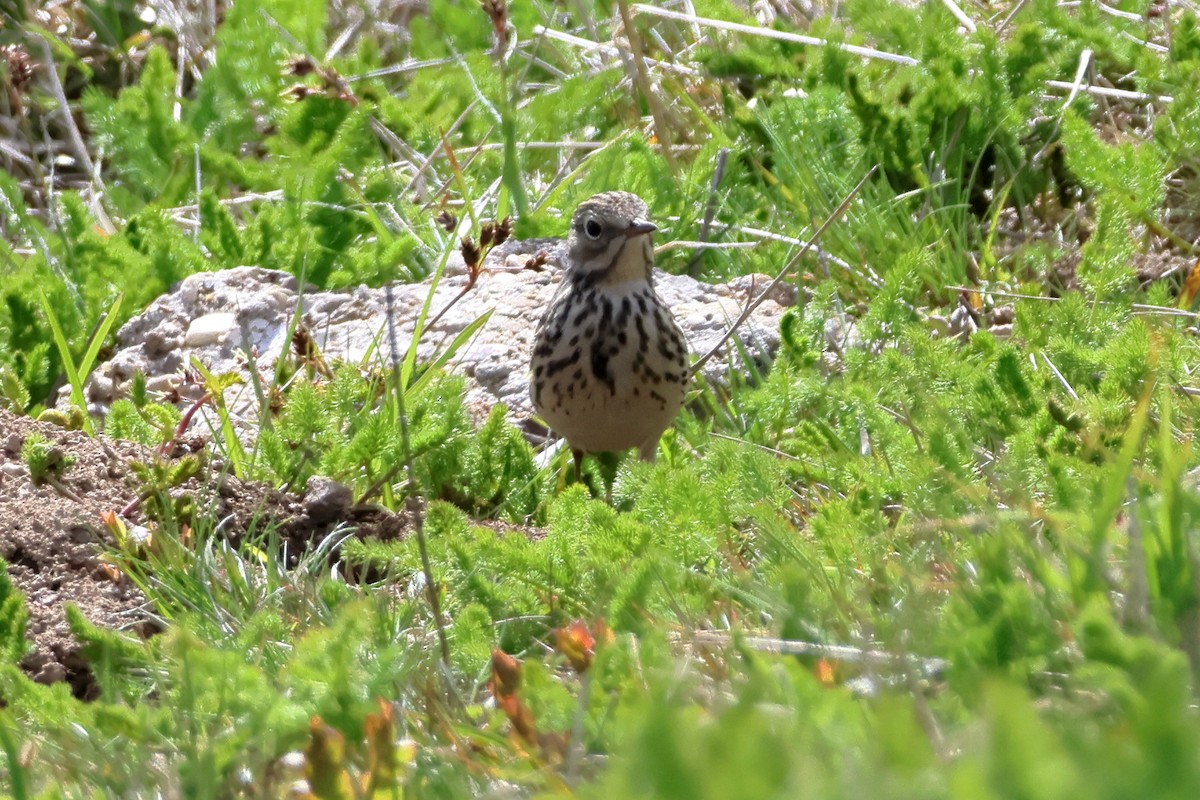 Meadow Pipit - ML618481277