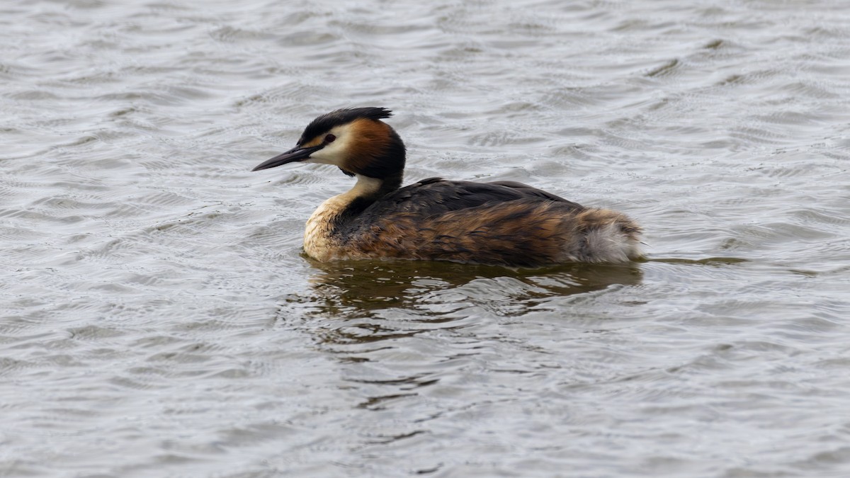Great Crested Grebe - ML618481309
