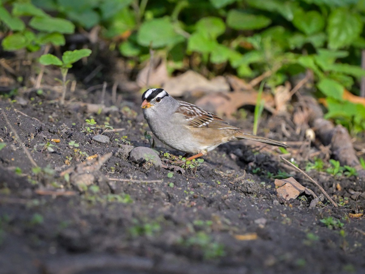 White-crowned Sparrow - ML618481313