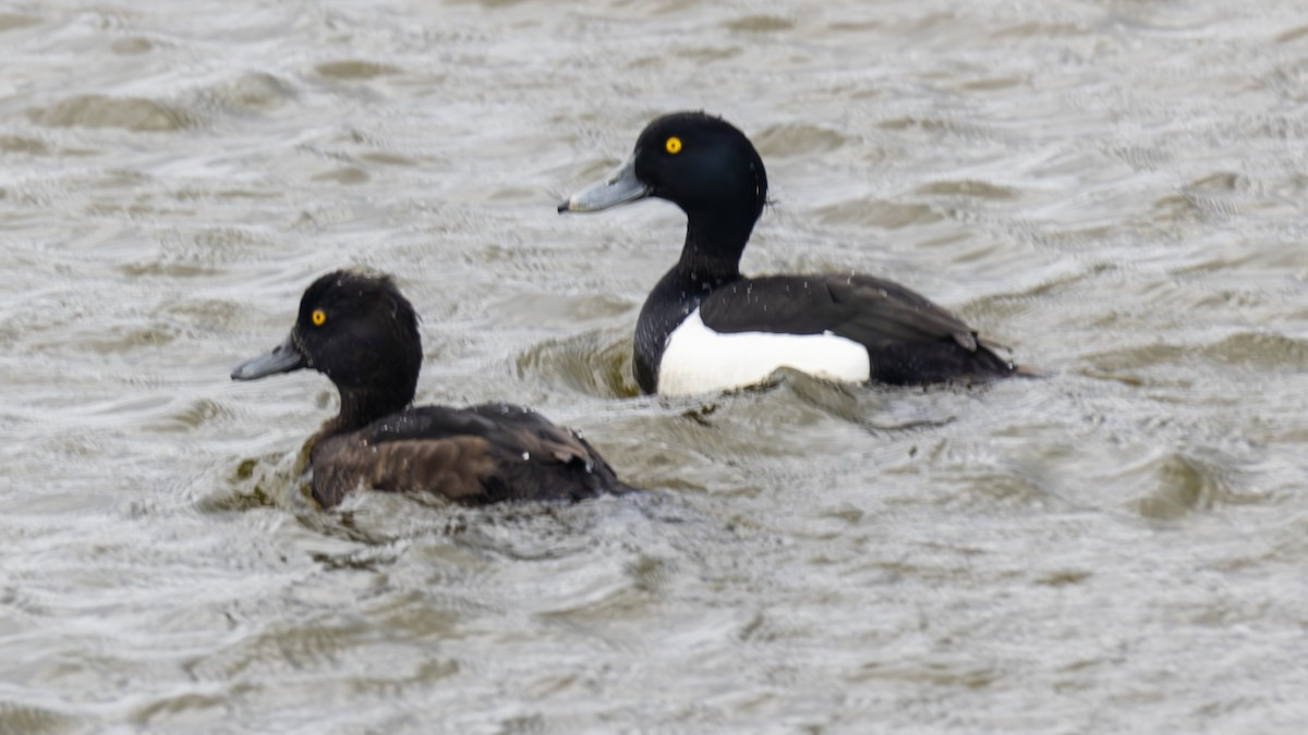 Tufted Duck - ML618481315