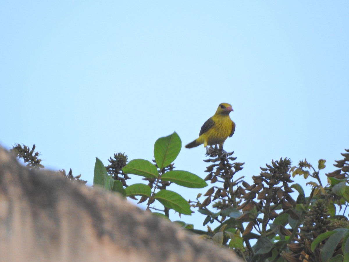 Indian Golden Oriole - ML618481349