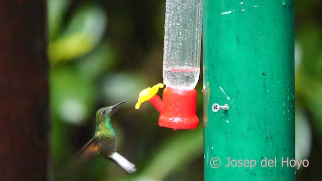 Stripe-tailed Hummingbird - ML618481384