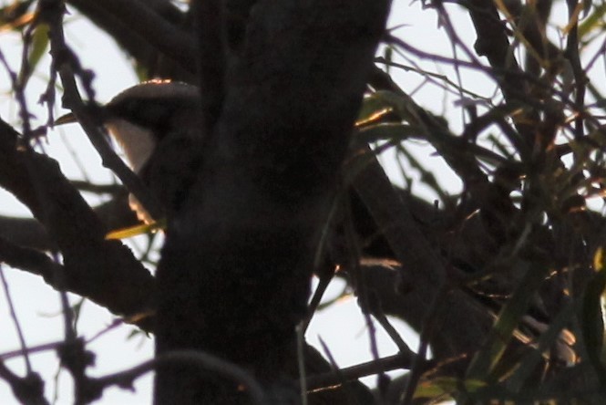 Gray-crowned Babbler - ML618481419