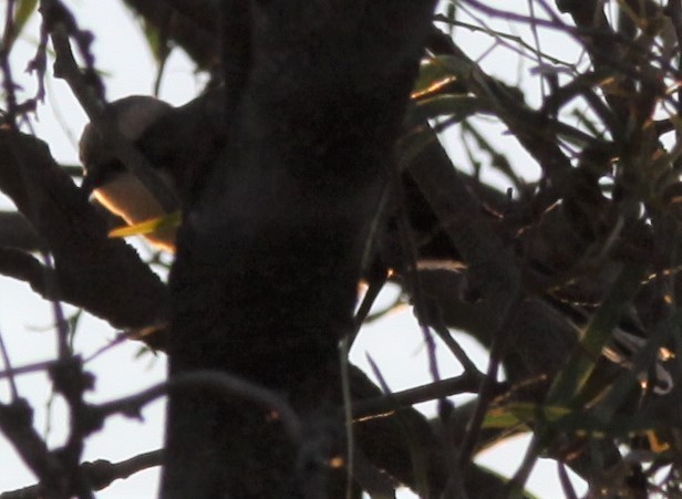 Gray-crowned Babbler - Richard Shirky