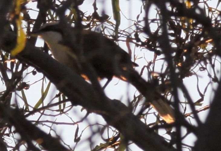Gray-crowned Babbler - ML618481421