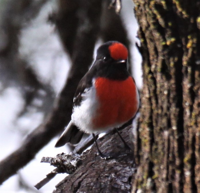 Red-capped Robin - ML618481446
