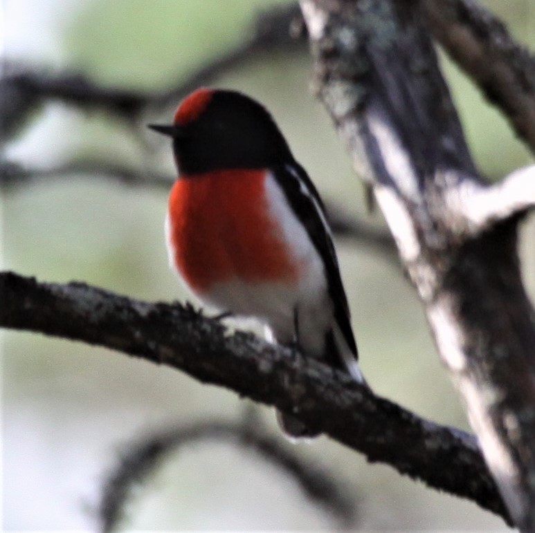 Red-capped Robin - ML618481447