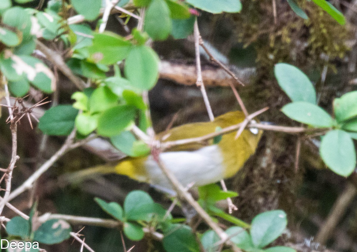 Ceylonbrillenvogel - ML618481451