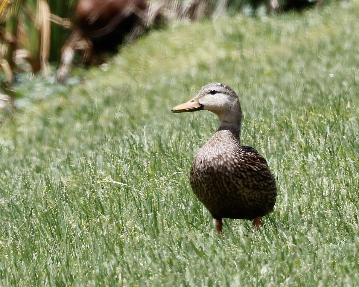 Mottled Duck - Cate Hopkinson