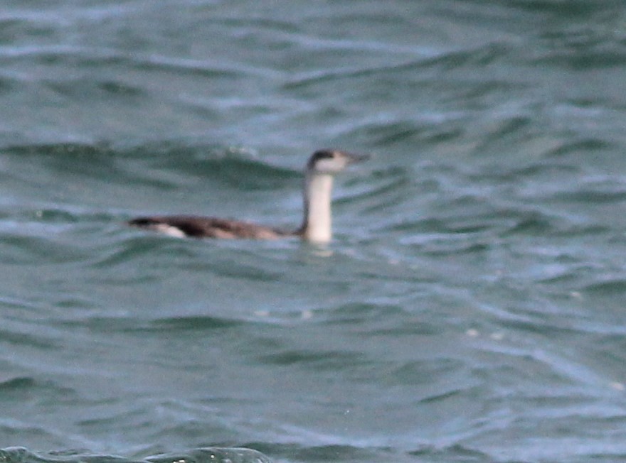 Red-throated Loon - ML618481510