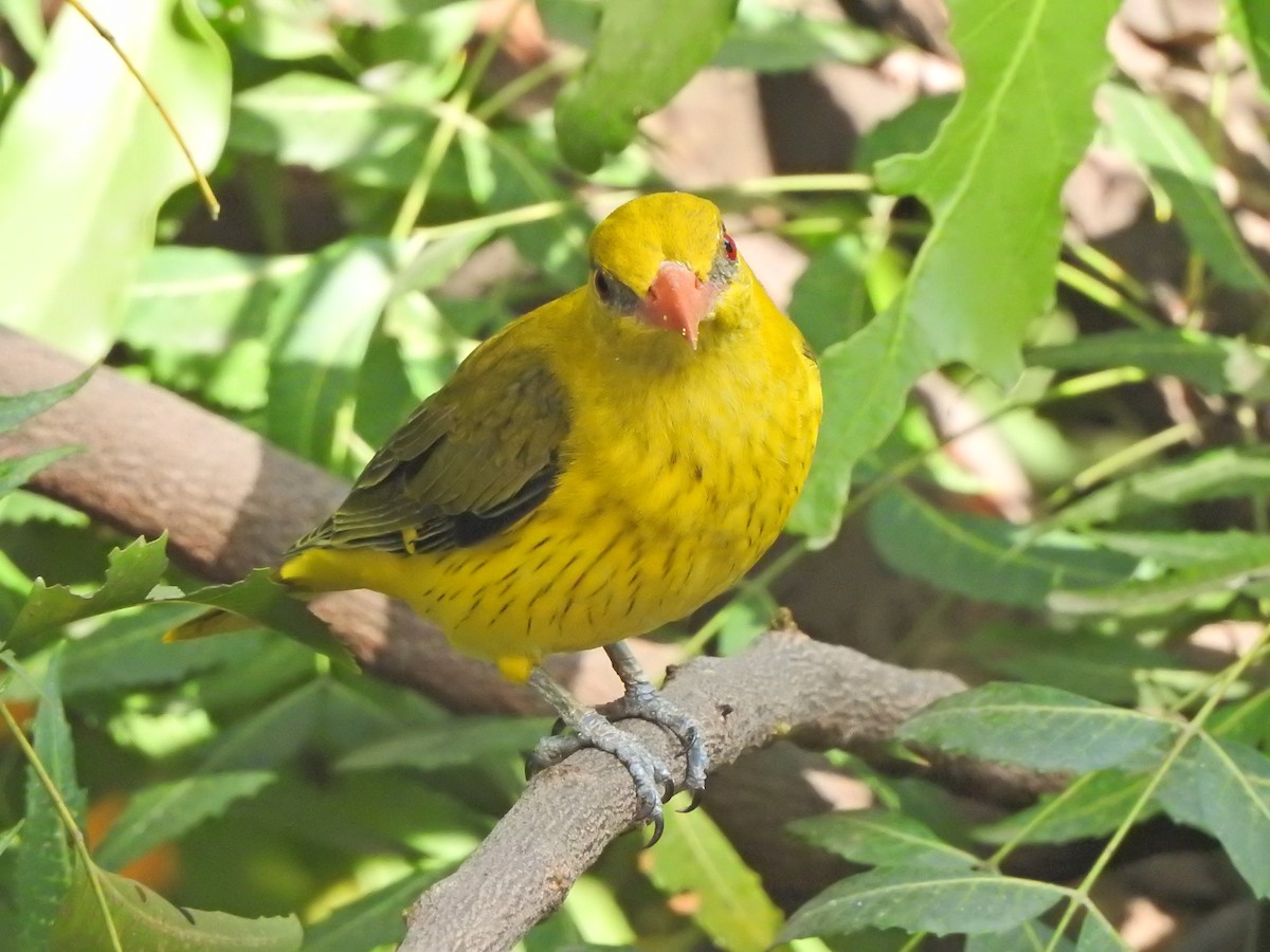Indian Golden Oriole - ML618481513