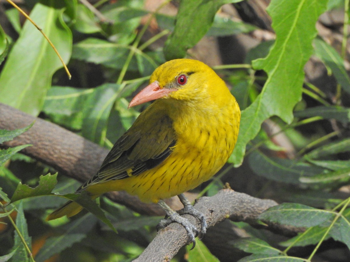 Indian Golden Oriole - ML618481514