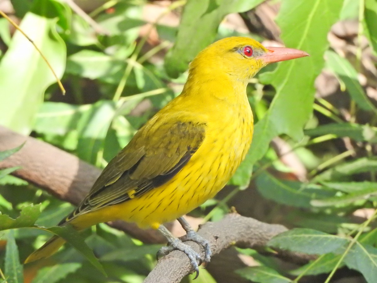 Indian Golden Oriole - ML618481515