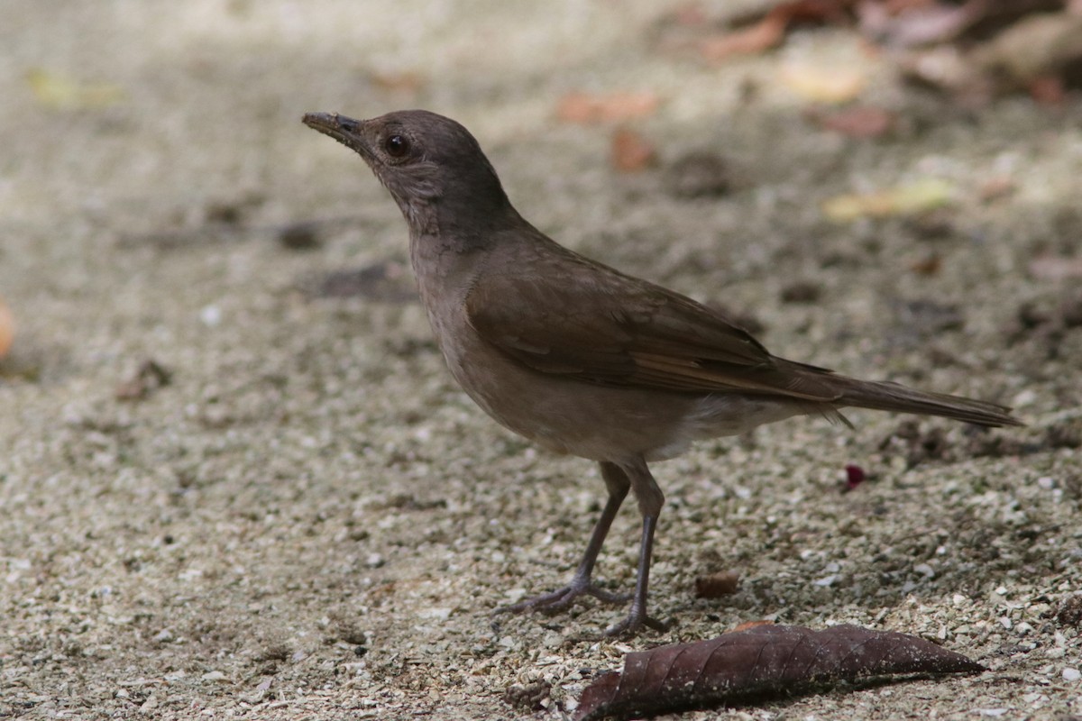 Pale-breasted Thrush - ML618481585