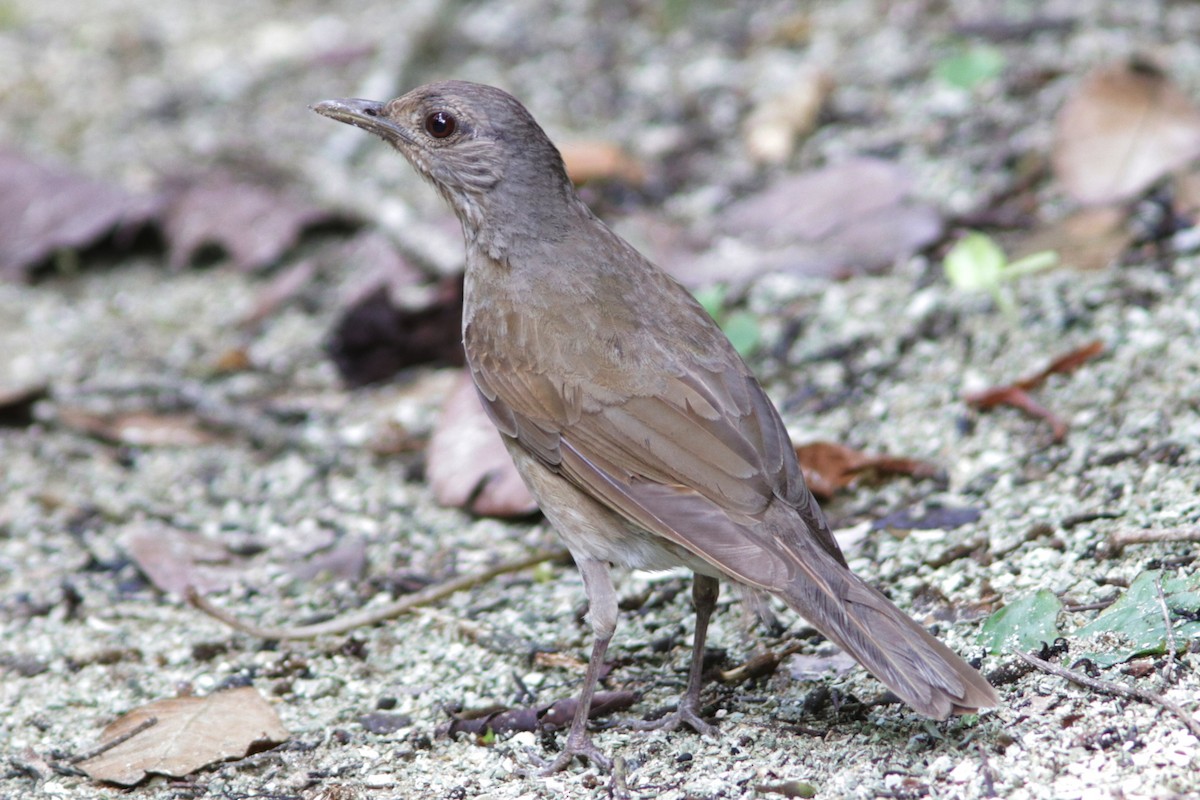 Pale-breasted Thrush - ML618481586