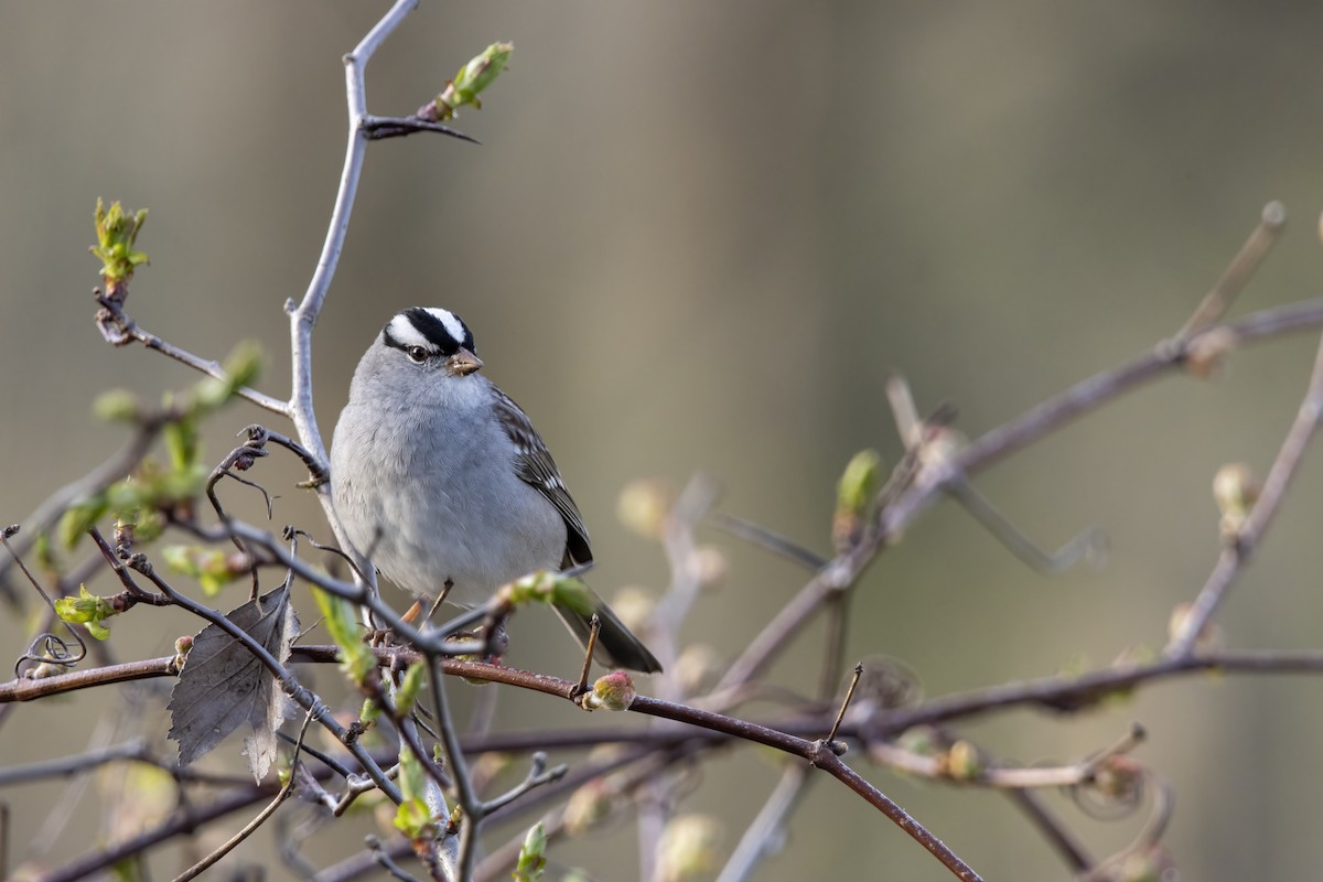 White-crowned Sparrow (leucophrys) - ML618481592