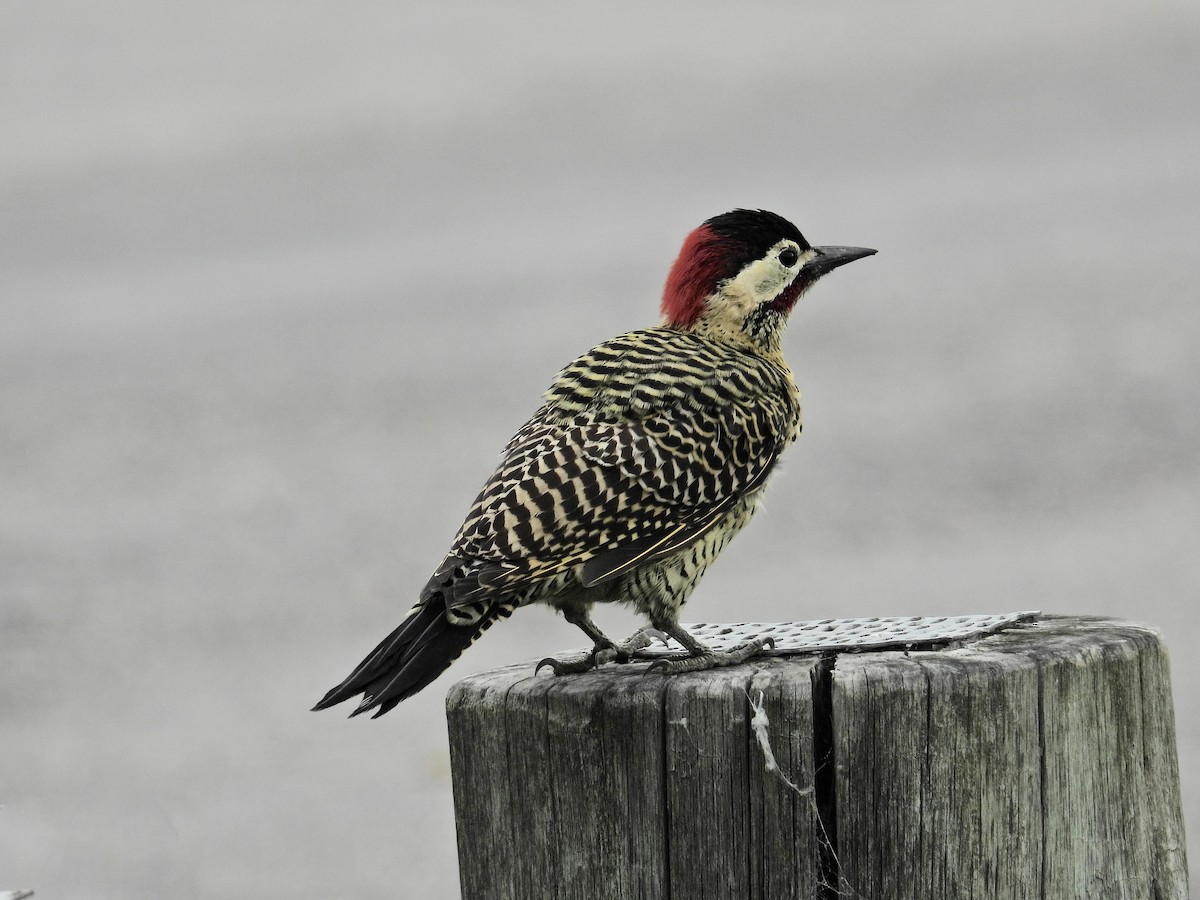 Green-barred Woodpecker - ML618481600