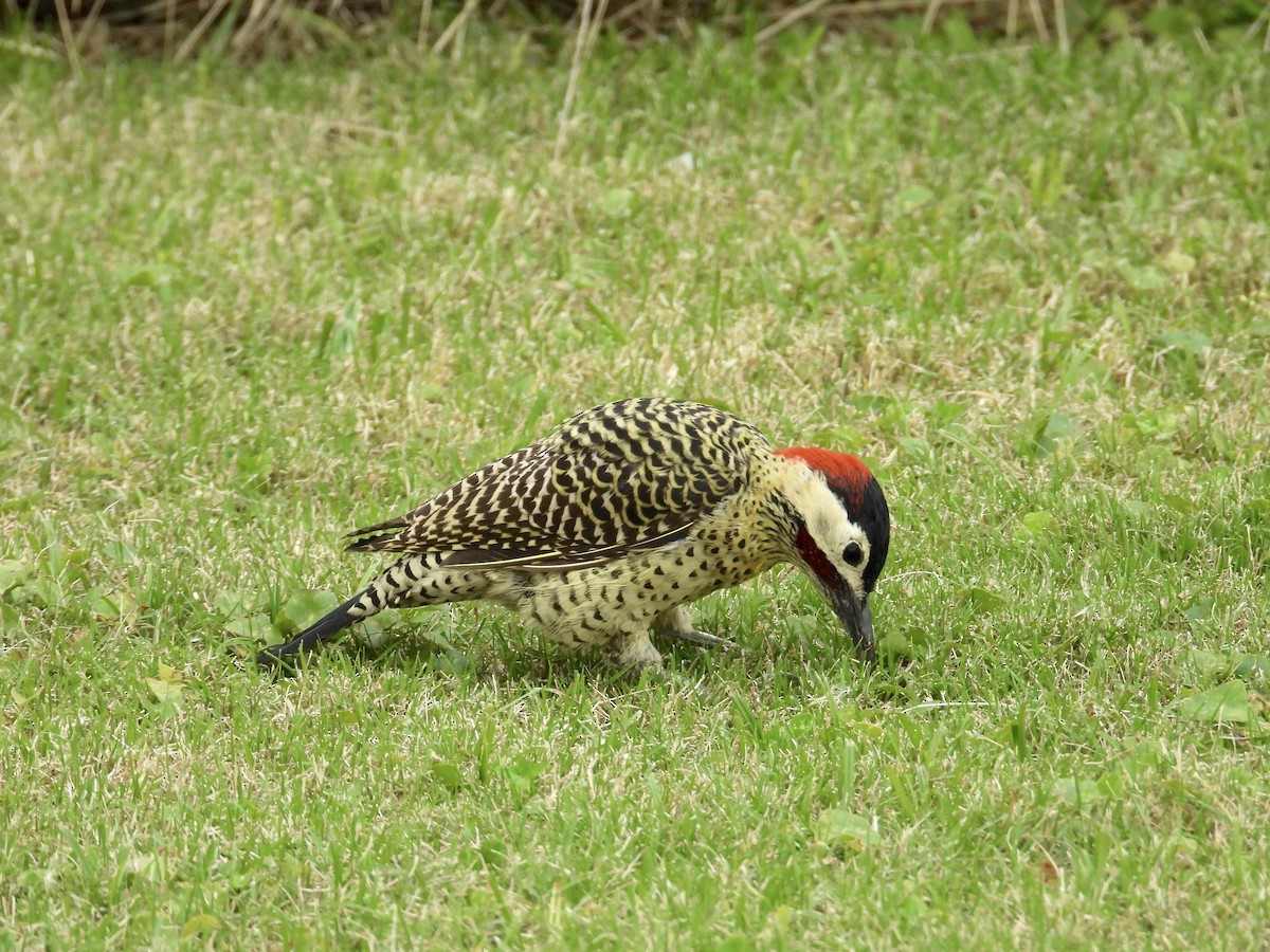 Green-barred Woodpecker - ML618481601