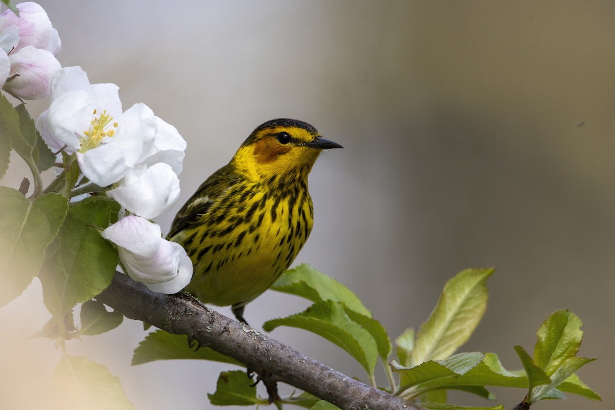 Cape May Warbler - ML618481644