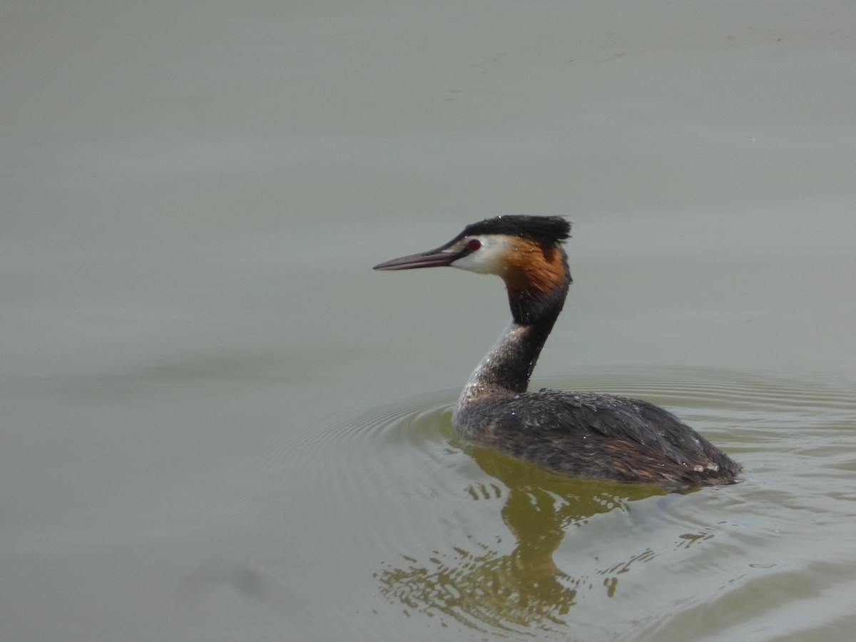 Great Crested Grebe - ML618481663
