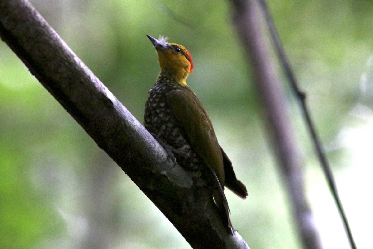 Yellow-throated Woodpecker - ML618481693