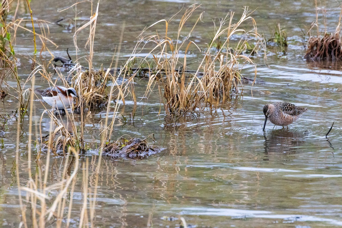 Long-billed Dowitcher - ML618481731
