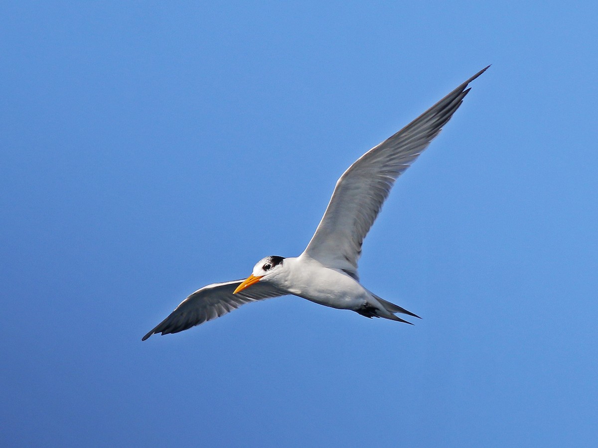 Lesser Crested Tern - ML618481753