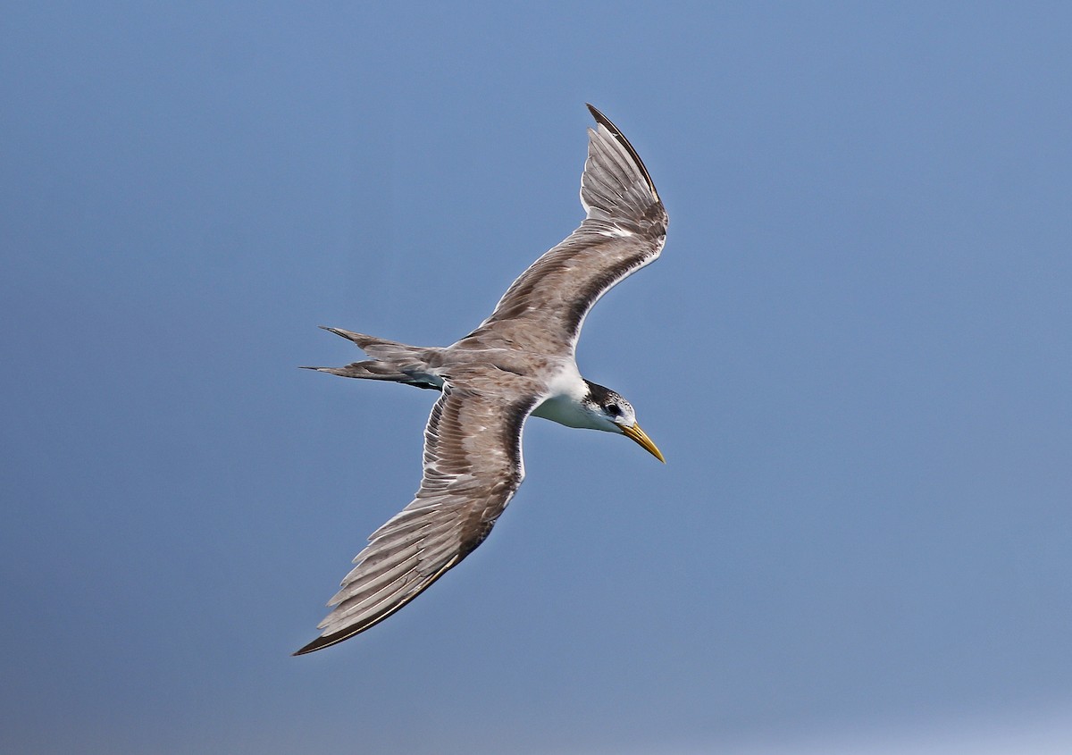 Great Crested Tern - ML618481768