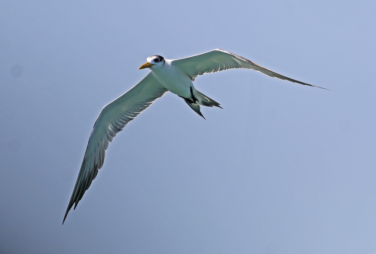Great Crested Tern - ML618481769