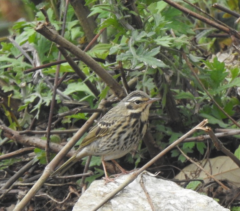 Olive-backed Pipit - ML618481781