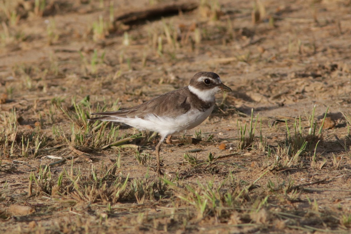 Semipalmated Plover - ML618481785
