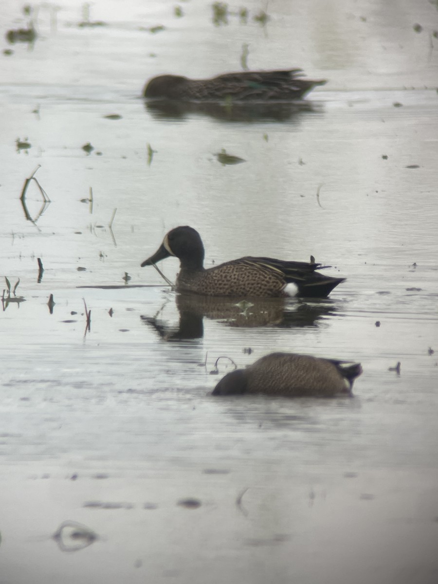 Blue-winged Teal - ML618481823