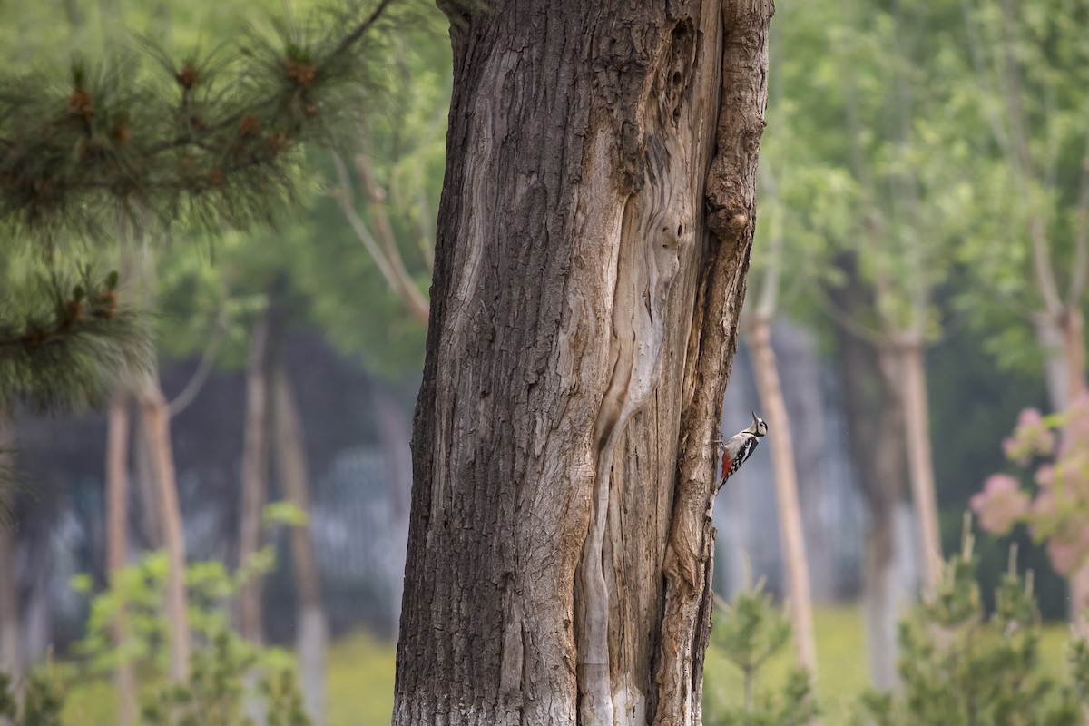 Great Spotted Woodpecker - ML618481830