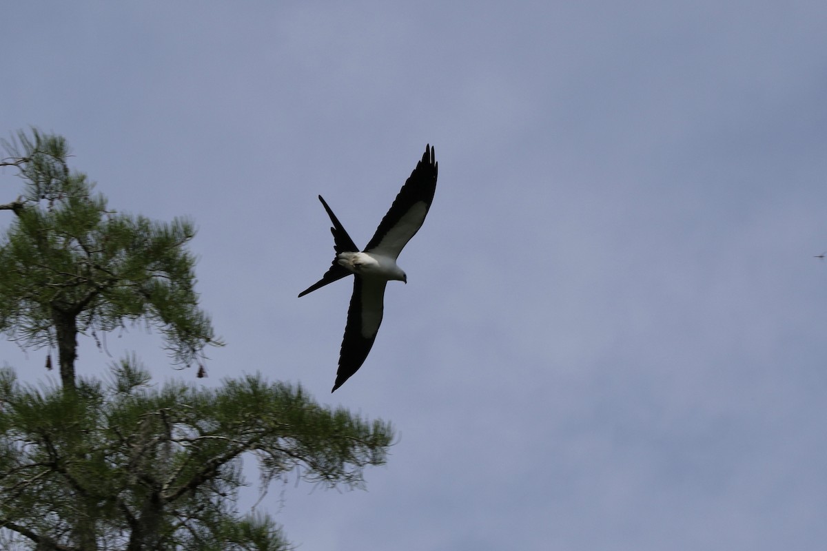Swallow-tailed Kite - ML618481852