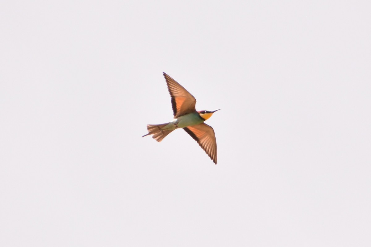 European Bee-eater - Aurora Varda