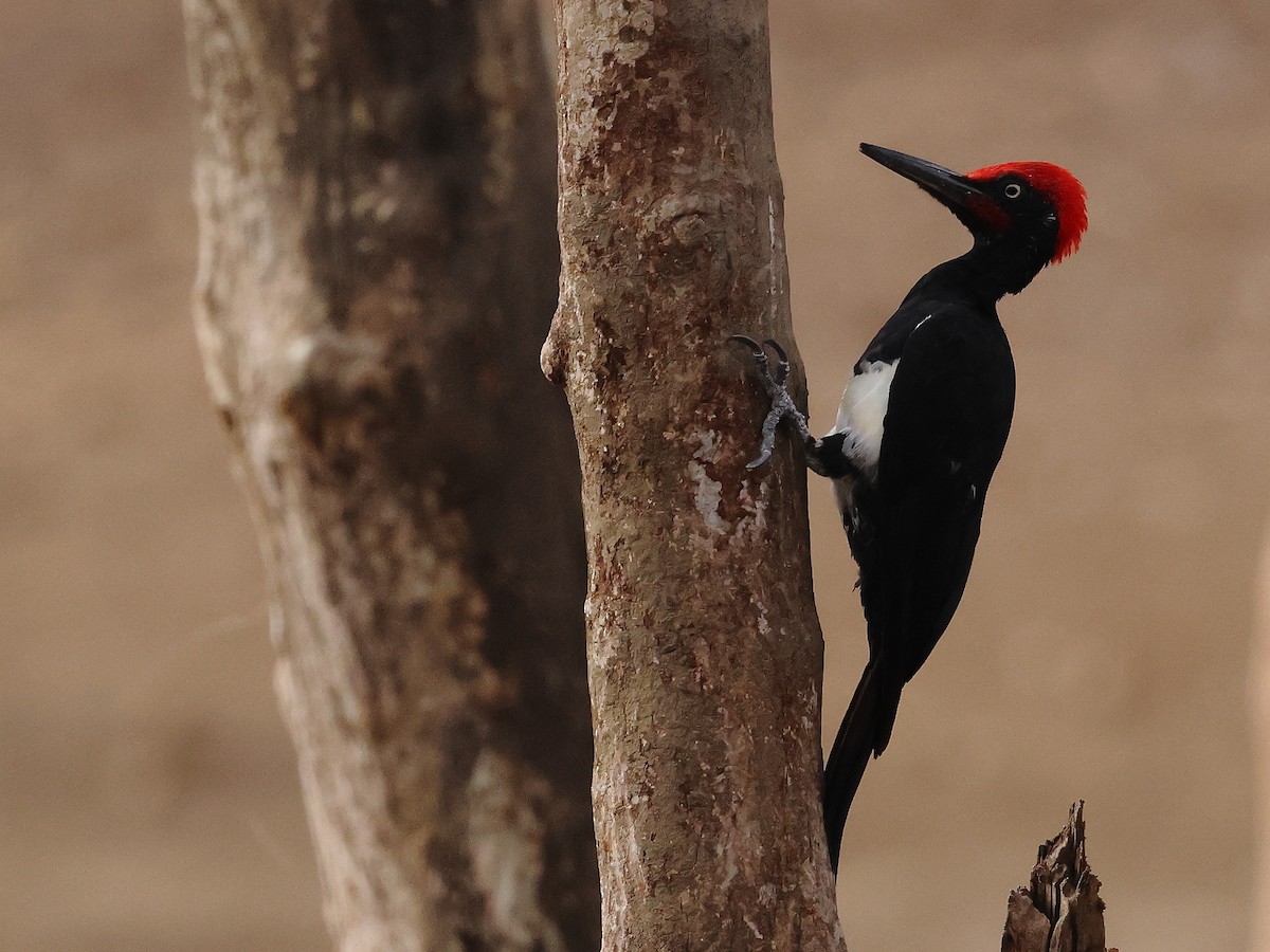 White-bellied Woodpecker - ML618481889