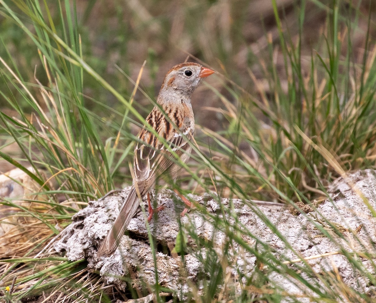 Field Sparrow - William Price