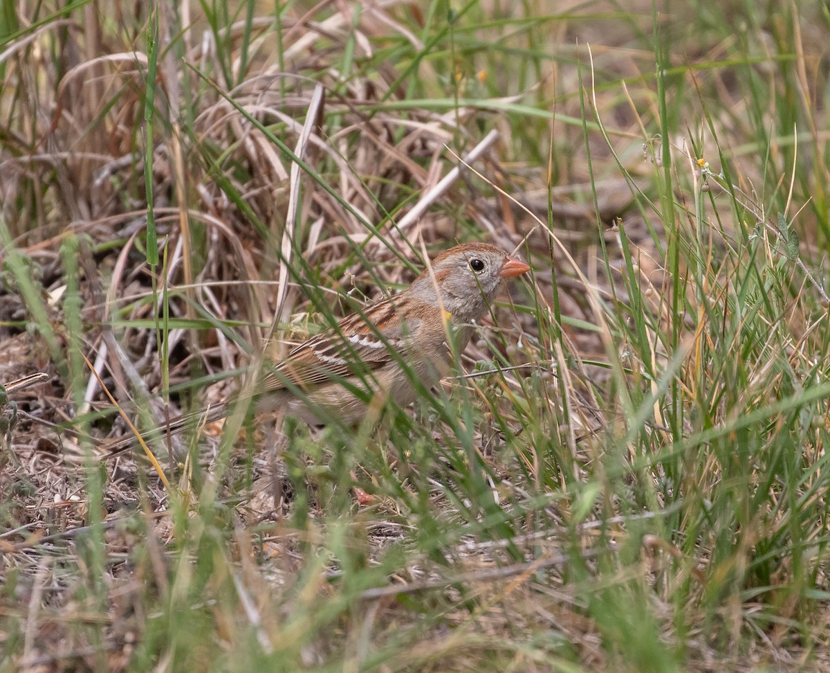 Field Sparrow - ML618481893