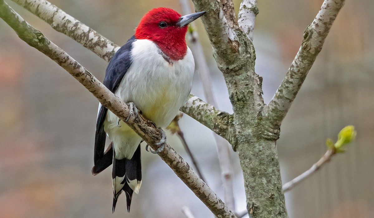 Red-headed Woodpecker - ML618481931