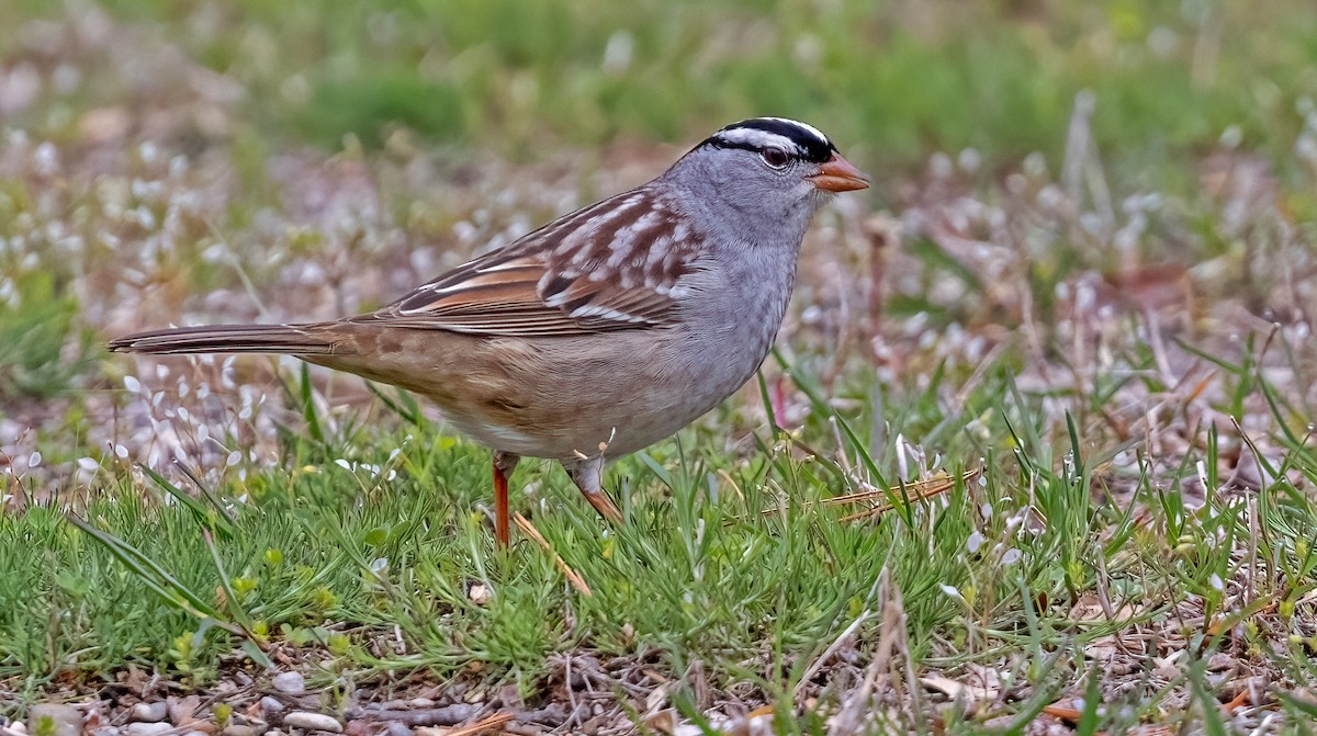 White-crowned Sparrow - ML618481953