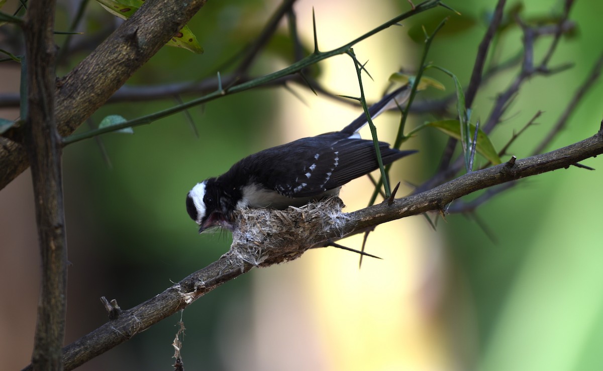 White-browed Fantail - ML618481985