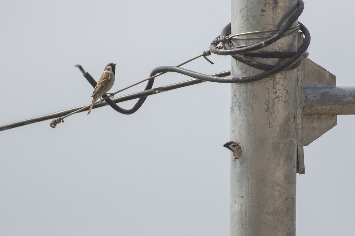 Eurasian Tree Sparrow - ML618481991